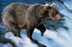 Alaska, Bear